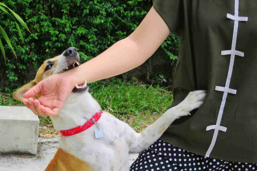 California Dog Bite Law